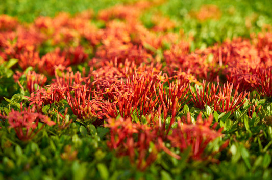 紅景天有預防和抵抗高山症的功效嗎？是否有其他食物能緩解高原反應？