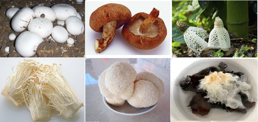 The mushroom family for health benefits