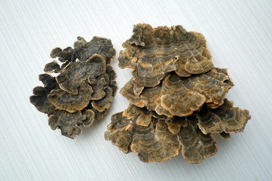 How to decide which mushroom is right for you?